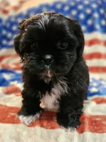 Max, a male Shih Tzu for sale in Lakeland, FL – 6 of 7