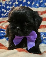 Bear, a male Shih Tzu for sale in Lakeland, FL – 5 of 7