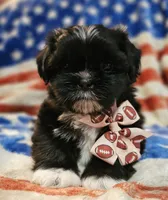 Simba, a male Shih Tzu for sale in Lakeland, FL – 5 of 8