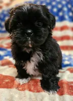 Max, a male Shih Tzu for sale in Lakeland, FL – 3 of 7