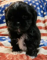 Max, a male Shih Tzu for sale in Lakeland, FL – 4 of 7
