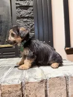 Maverick, a male Yorkipoo for sale in Albertville, AL – 2 of 2