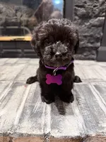Gaby, a female Yorkipoo for sale in Albertville, AL – 2 of 2