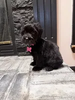 Nala, a female Yorkipoo for sale in Albertville, AL – 2 of 2
