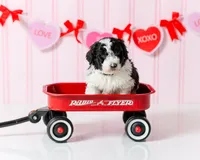 Boy 6, a male Miniature Aussiedoodle for sale in Albertville, AL – Photo 1 of 2