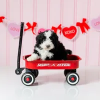 Boy 3, a male Miniature Aussiedoodle for sale in Albertville, AL – Photo 1 of 2