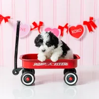 Boy 7, a male Miniature Aussiedoodle for sale in Albertville, AL – Photo 1 of 2