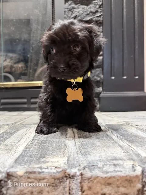 Millie – Yorkipoo puppy for sale in Albertville, AL
