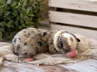 Puppy #5, a male Miniature Bernedoodle for sale in Albertville, AL – 2 of 2