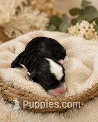 Puppy #2 – Miniature Bernedoodle puppy for sale in Albertville, AL