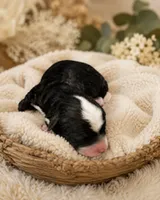 Puppy #2, a male Miniature Bernedoodle for sale in Albertville, AL – 1 of 2