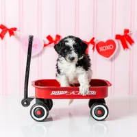 Boy 5, a male Miniature Aussiedoodle for sale in Albertville, AL – Photo 1 of 2