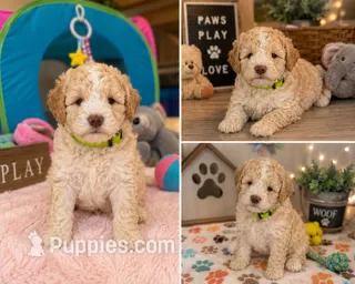 Puppy #4 – Miniature Bernedoodle puppy for sale in Albertville, AL
