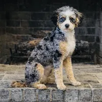 Home Sweet Home Doodles LLC, a male Miniature Bernedoodle and Miniature Aussiedoodle for sale in Albertville, AL – Photo 4 of 5