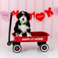 Boy 10, a male Miniature Aussiedoodle for sale in Albertville, AL – Photo 1 of 2