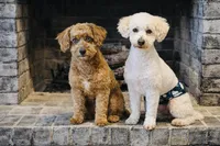 Home Sweet Home Doodles LLC, a male Miniature Bernedoodle and Miniature Aussiedoodle for sale in Albertville, AL – Photo 5 of 5