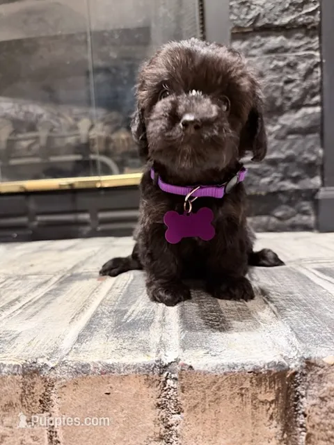 Gaby – Yorkipoo puppy for sale in Albertville, AL