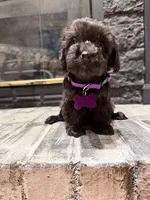 Gaby, a female Yorkipoo for sale in Albertville, AL – 1 of 2