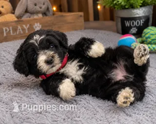 Puppy #2 – Miniature Bernedoodle puppy for sale in Albertville, AL