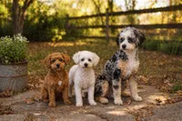 Kinsley, a female Miniature Aussiedoodle for sale in Albertville, AL – 2 of 3