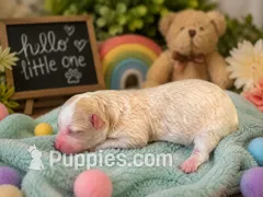 Puppy #3 – Miniature Bernedoodle puppy for sale in Albertville, AL