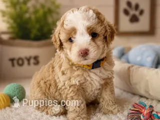 Puppy #1 – Miniature Bernedoodle puppy for sale in Albertville, AL
