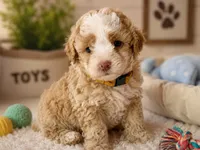 Puppy #1, a male Miniature Bernedoodle for sale in Albertville, AL – 1 of 5