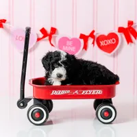 Boy 4, a male Miniature Aussiedoodle for sale in Albertville, AL – Photo 1 of 2