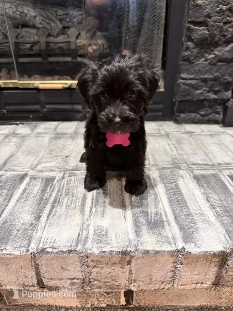 Nala – Yorkipoo puppy for sale in Albertville, AL