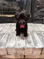 Nala, a female Yorkipoo for sale in Albertville, AL – 1 of 2