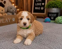 Puppy #3, a male Miniature Bernedoodle for sale in Albertville, AL – 3 of 5
