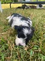 Maverick, a  Miniature Aussiedoodle for sale in Albertville, AL – Photo 3 of 5