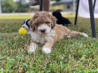 Maverick, a  Miniature Aussiedoodle for sale in Albertville, AL – Photo 1 of 5