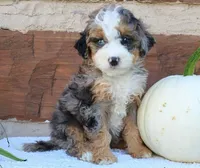 Maverick, a  Miniature Aussiedoodle for sale in Albertville, AL – Photo 2 of 5
