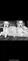 Maverick, a  Miniature Aussiedoodle for sale in Albertville, AL – Photo 5 of 5