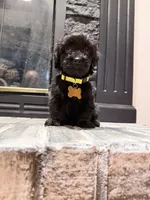 Millie, a female Yorkipoo for sale in Albertville, AL – 2 of 2