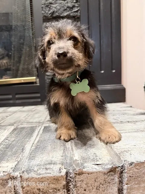 Maverick – Yorkipoo puppy for sale in Albertville, AL