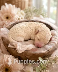 Puppy #4 – Miniature Bernedoodle puppy for sale in Albertville, AL