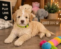 Puppy #4, a male Miniature Bernedoodle for sale in Albertville, AL – 3 of 5