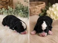 Puppy #2, a male Miniature Bernedoodle for sale in Albertville, AL – 2 of 2