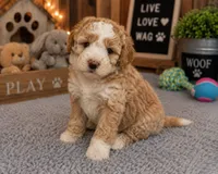 Puppy #3, a male Miniature Bernedoodle for sale in Albertville, AL – 2 of 5