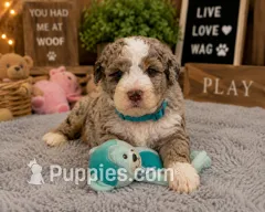 Puppy #5 – Miniature Bernedoodle puppy for sale in Albertville, AL