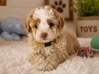 Puppy #1, a male Miniature Bernedoodle for sale in Albertville, AL – 3 of 5