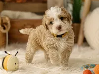 Puppy #1, a male Miniature Bernedoodle for sale in Albertville, AL – 4 of 5