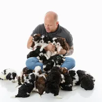 Boy 2, a male Miniature Aussiedoodle for sale in Albertville, AL – Photo 2 of 2