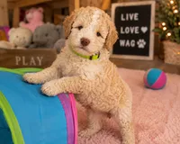 Puppy #4, a male Miniature Bernedoodle for sale in Albertville, AL – 2 of 5