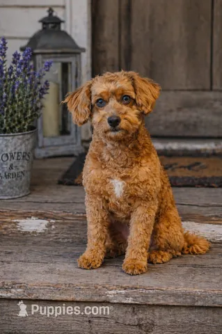 Kinsley, a female Miniature Aussiedoodle for sale in Albertville, AL – 1 of 3