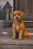 Kinsley, a female Miniature Aussiedoodle for sale in Albertville, AL – 1 of 3