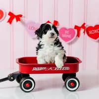 Boy 9, a male Miniature Aussiedoodle for sale in Albertville, AL – Photo 1 of 2