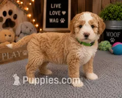 Puppy #3 – Miniature Bernedoodle puppy for sale in Albertville, AL